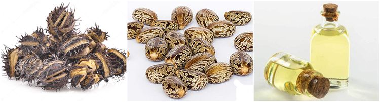 castor oil extracted from castor seeds 