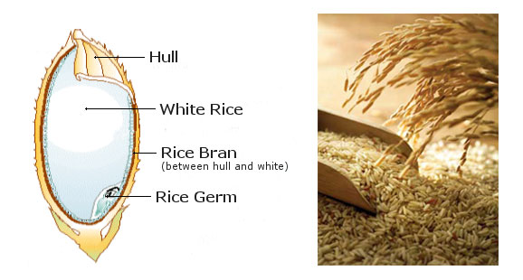 rice bran structure 